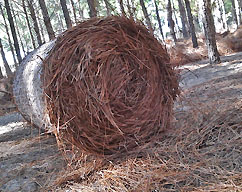 buy round pine straw bales