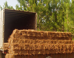buy wholesale pine straw by the truckload