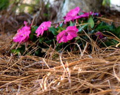 pine straw benefits of using natural garden mulch